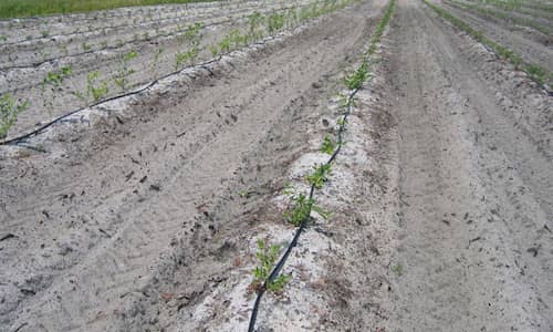 Drip Irrigation Way